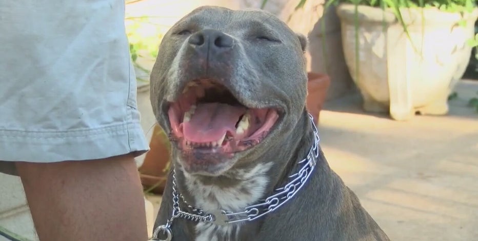 Ford government changes regulations related to pit bull ban