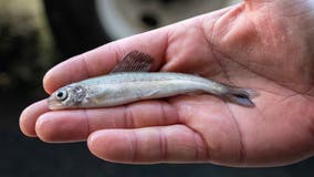 Arctic grayling can now be fished in Michigan as state readies for depleted species' return