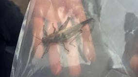 Invasive Egyptian locust with voracious appetite intercepted in Detroit