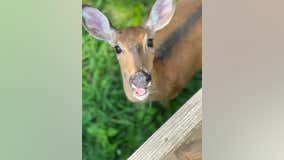 'Justice for Annie': Police killing of beloved deer in Michigan leads to anger, calls for accountability