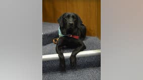 Meet Jellybean, the dog providing comfort to crime victims and witnesses in Wayne County