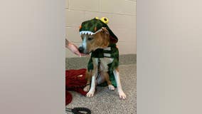 Vote in Halloween dog contest for Dearborn's 'Kenny' from Friends for Animals of Metro Detroit