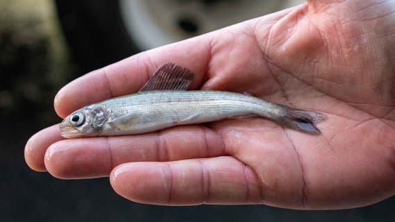 Arctic grayling can now be fished in Michigan as state readies for depleted species' return