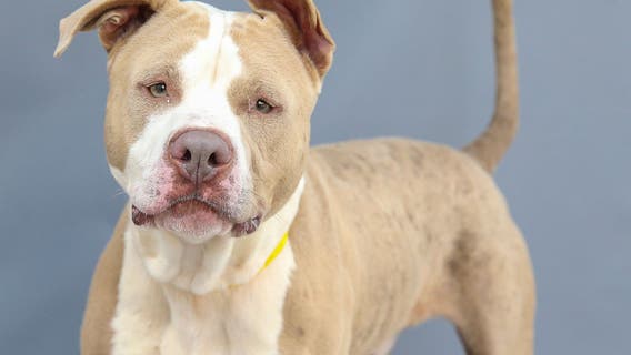 Michigan lawmakers propose bills to prohibit cities, counties from enacting dog breed bans