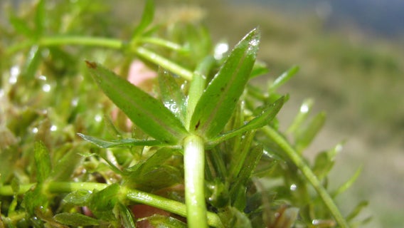 Invasive plant Hydrilla discovered for first time in Michigan