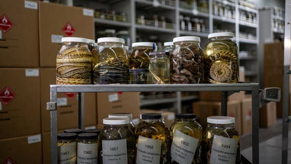 University of Michigan now home to world's largest collection of snake specimens