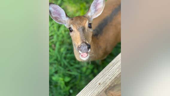 'Justice for Annie': Police killing of beloved deer in Michigan leads to anger, calls for accountability