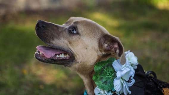 Dog finds home after 1,000 days in Metro Detroit shelter