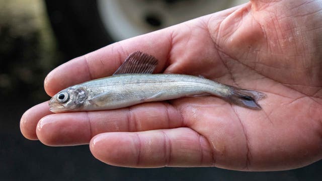 Arctic grayling can now be fished in Michigan as state readies for depleted species' return