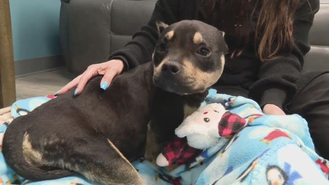 Pregnant dog found dumped on Eight Mile with dead pup hanging from her