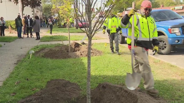 Detroit scaling up tree planting as it works to install 75,000 in five years