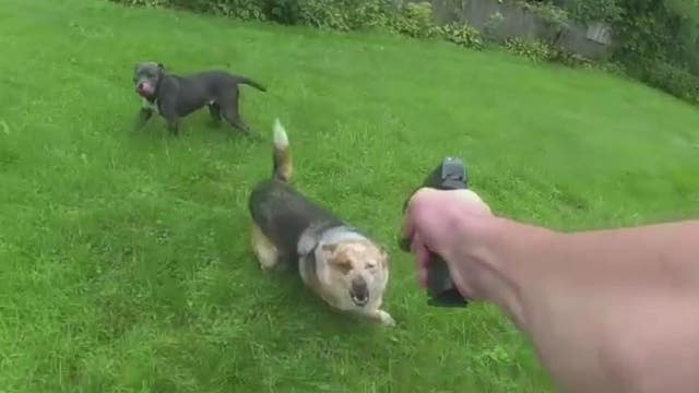 Family dog shot to death by St. Clair County deputy, owner left heartbroken