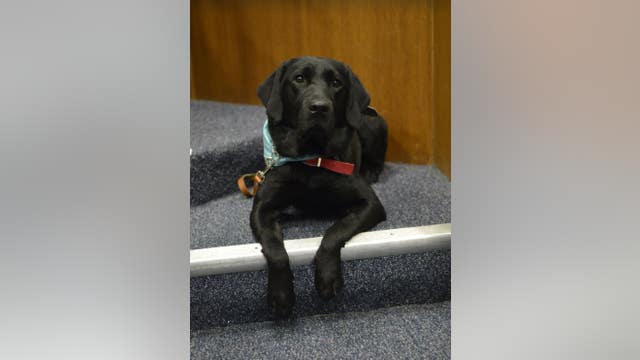Meet Jellybean, the dog providing comfort to crime victims and witnesses in Wayne County