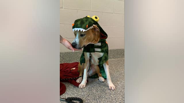 Vote in Halloween dog contest for Dearborn's 'Kenny' from Friends for Animals of Metro Detroit