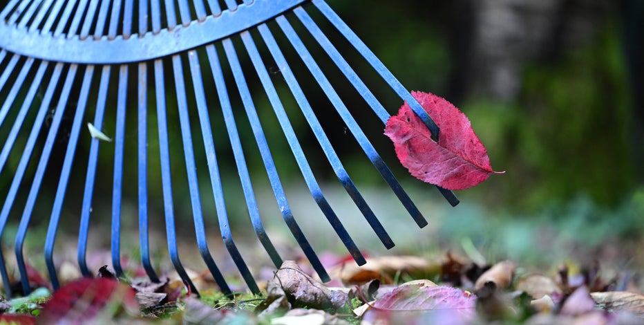Don't bag your leaves this fall, experts say: Do this instead