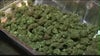 Pounds of missing pot, lacking surveillance video, and untested edibles at Michigan weed processing company