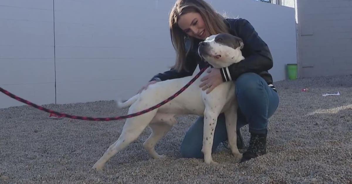 Dog abandoned by owner, and found by FOX 2 crew is ready for adoption ...
