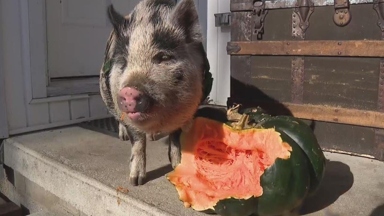 Pet pig 'Pablo EscoBoar' is the pumpkin prince of Redford | FOX 2