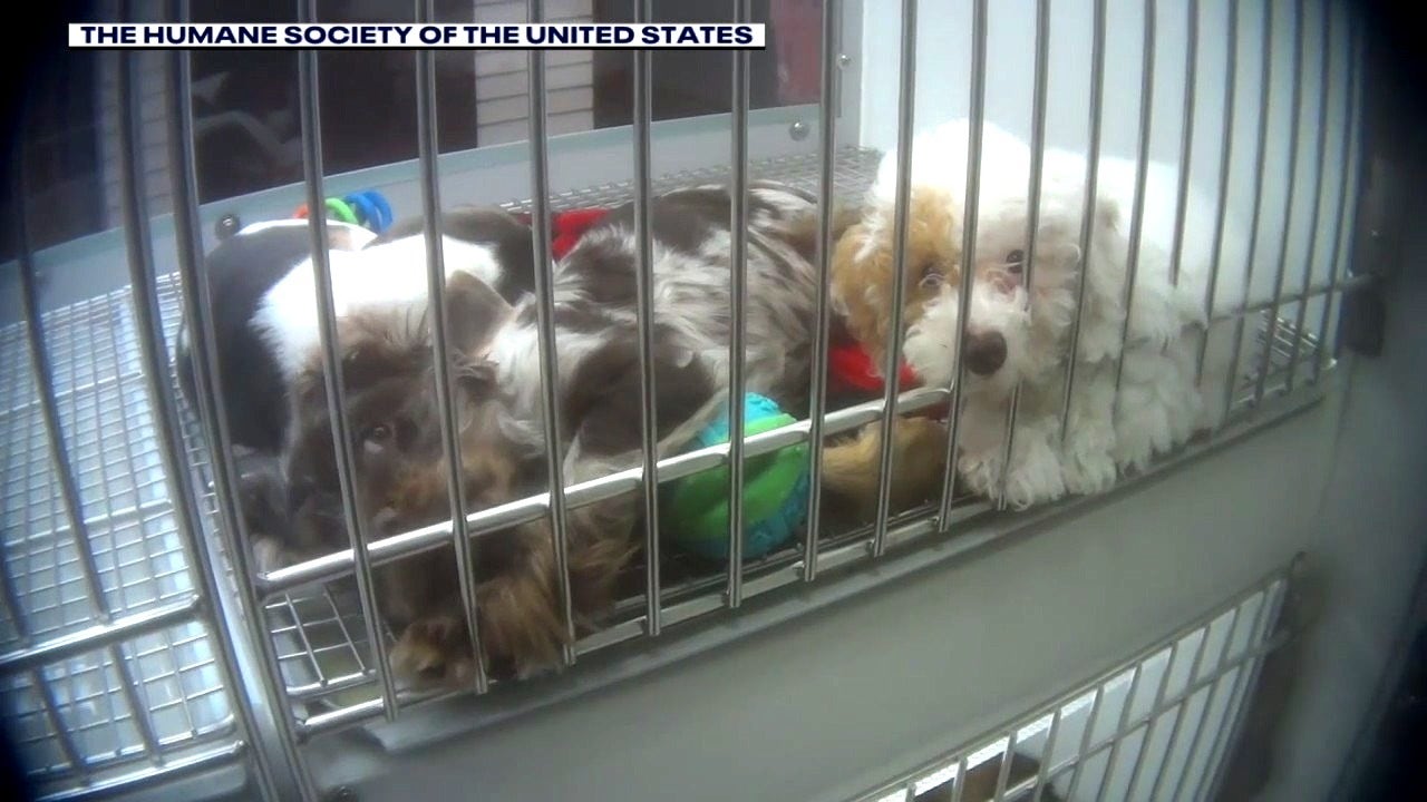 Humane Society Animal neglect improper care discovered at Novi