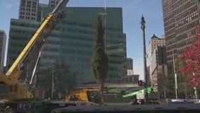 Christmas tree selected for downtown Detroit gets lifted into Campus Martius