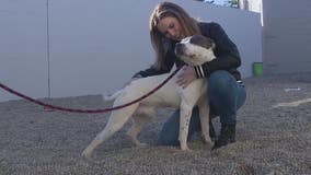 Dog abandoned by owner, and found by FOX 2 crew is ready for adoption