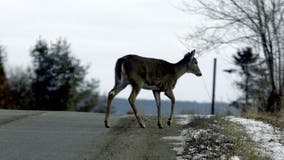 Don't veer for deer: Michigan drivers urged to be cautious as the days get shorter