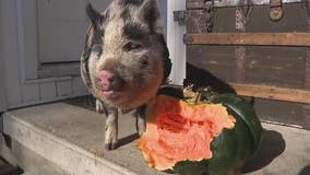 Pet pig 'Pablo EscoBoar' is the pumpkin prince of Redford