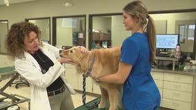 Pet owners on alert as new mystery dog illness surfaces in nearby states