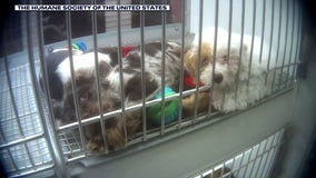 Humane Society: Animal neglect, improper care discovered at Novi Petland