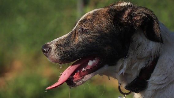 Rabies found in stray dog brought to Farmington Hills clinic from Detroit