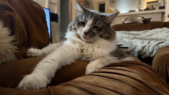 Free Ann Arbor pet vaccine clinic being held for people in need