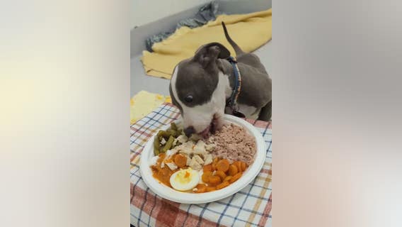 Gift a Thanksgiving meal to shelter animals with Michigan Animal Rescue League