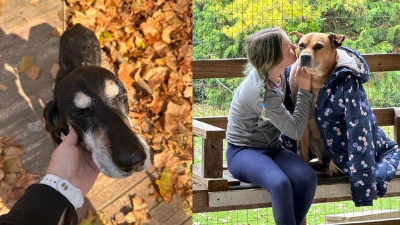 'Time is of the essence': Michigan rescue searching for homes for abandoned senior dogs