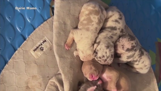 Litter of 10 high-end American Bully dogs stolen from Dearborn, owner offering $5K reward