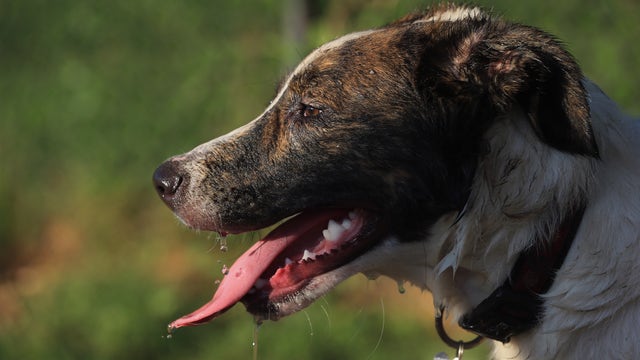 Rabies found in stray dog brought to Farmington Hills clinic from Detroit
