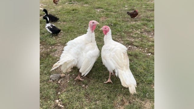 Michigan names turkey that will get governor's pardon this Thanksgiving