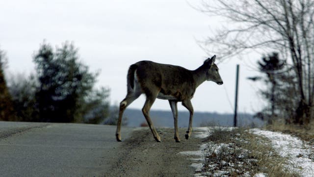 Don't veer for deer: Michigan drivers urged to be cautious as the days get shorter