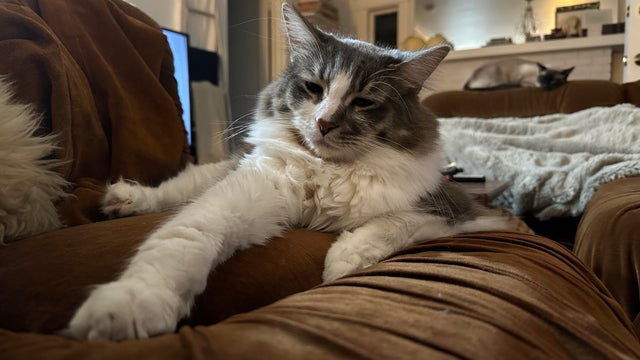 Free Ann Arbor pet vaccine clinic being held for people in need