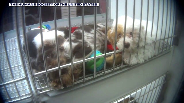 Humane Society: Animal neglect, improper care discovered at Novi Petland