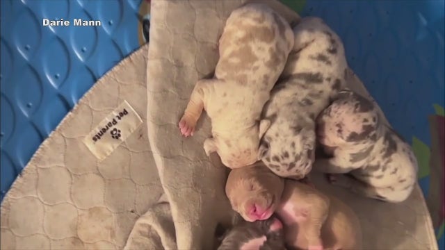 Litter of 10 high-end American Bully dogs stolen from Dearborn, owner offering $5K reward