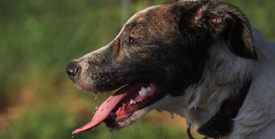 Rabies found in stray dog brought to Farmington Hills clinic from Detroit