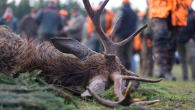 Falling hunter numbers in Michigan among several challenges managing deer