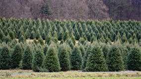 How to dispose of your Christmas tree in Metro Detroit