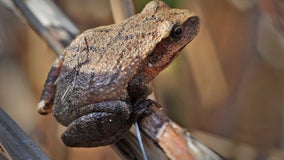 Some species of frog native to Michigan struggling in River Rouge watershed, new survey finds