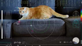 NASA makes history by streaming cat video from deep space