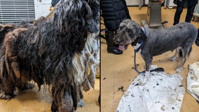 Stray dog undergoes amazing transformation after 11 pounds of matted fur shaved off him