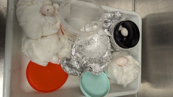 Duck, pigeon hatching eggs intercepted at Detroit Metro Airport