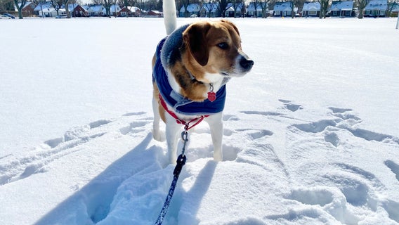 Winter pet safety - veterinarian weighs in on what you should know