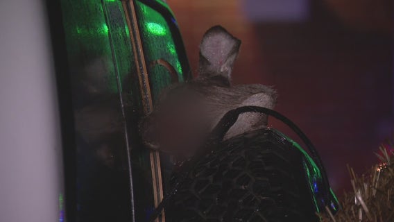 Decapitated deer head left in pick-up truck in Eastpointe, disturbing neighbors