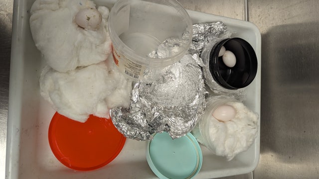 Duck, pigeon hatching eggs intercepted at Detroit Metro Airport